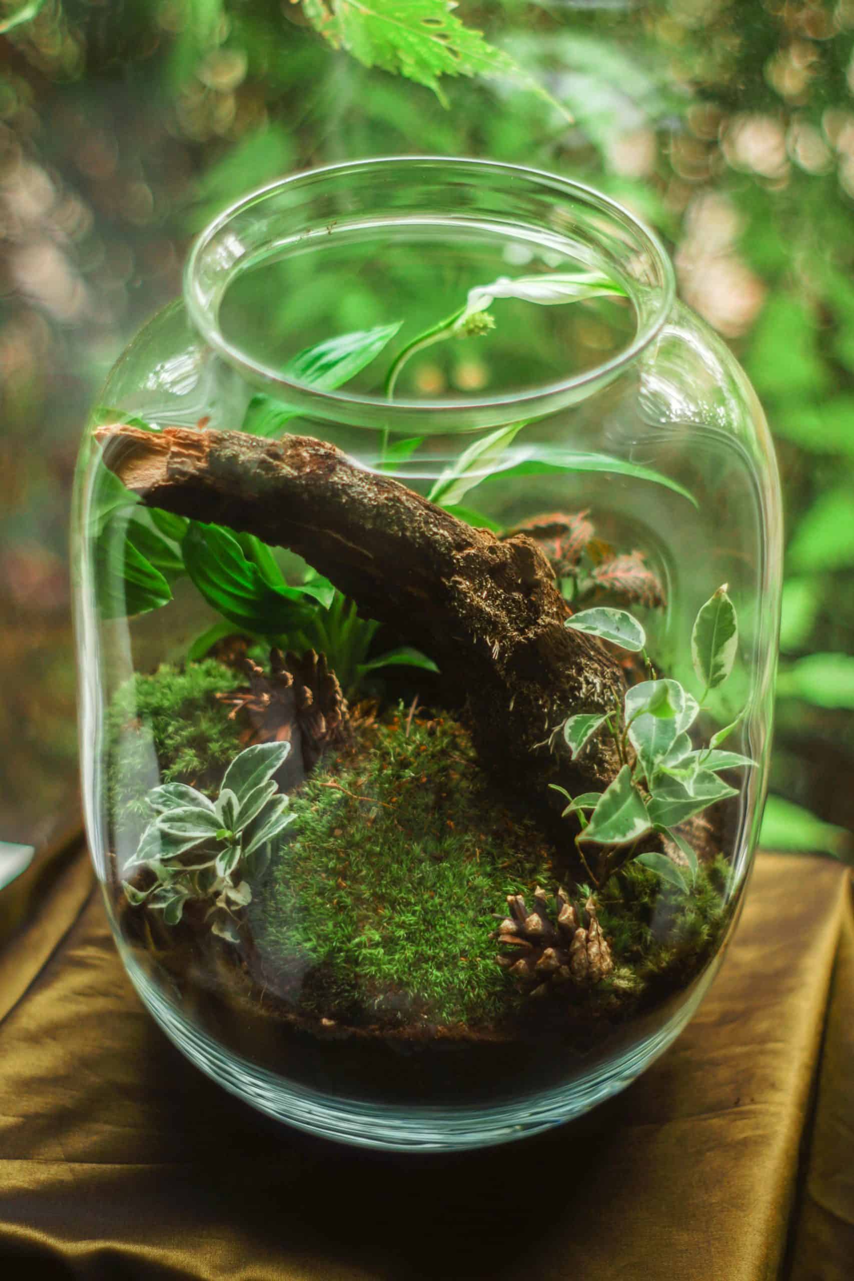 Close-up of a terrarium featuring moss and plants in a glass container, ideal for indoor decor.